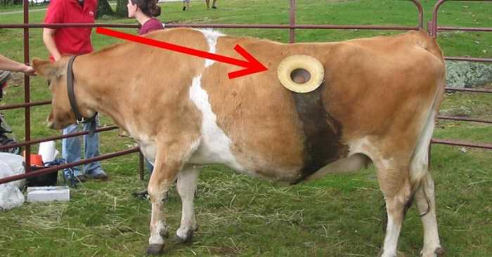Вздутие живота (тимпания рубца) у теленка или коровы: причины и лечение