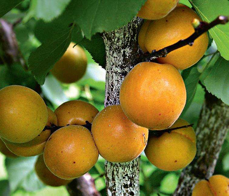 Зимостойкие сорта абрикосов для подмосковья и средней полосы россии
