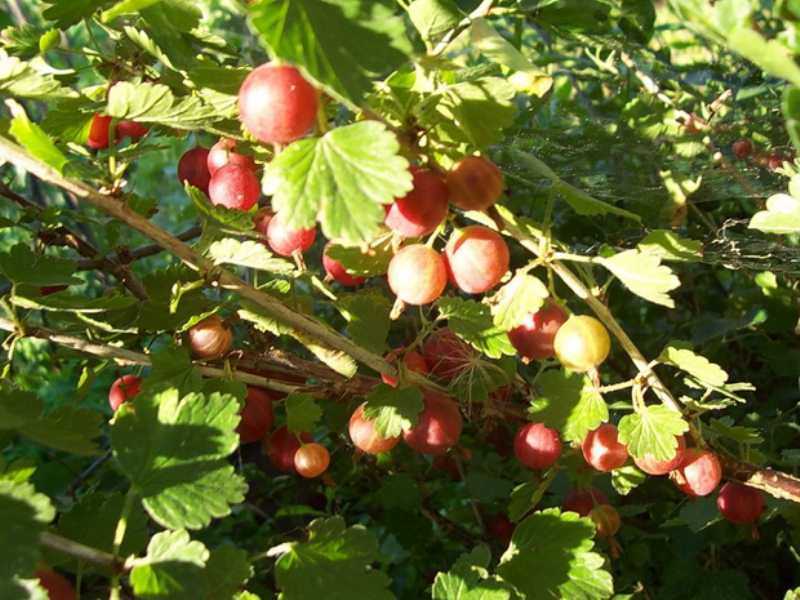 Крыжовник — шипованная ягода