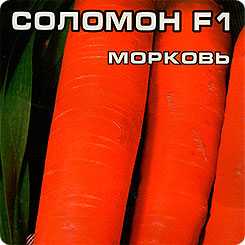 Описание сорта моркови нантская
