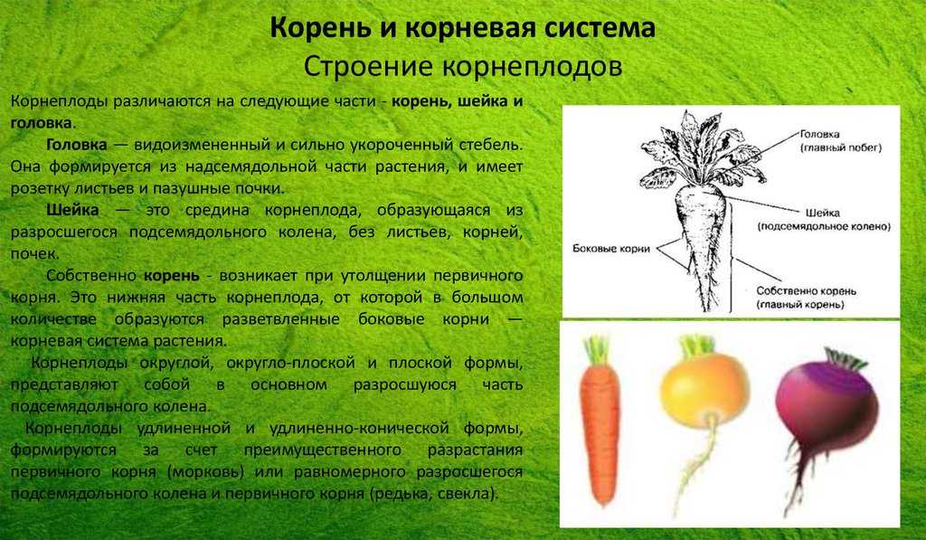 Правила посева моркови для отличного урожая
