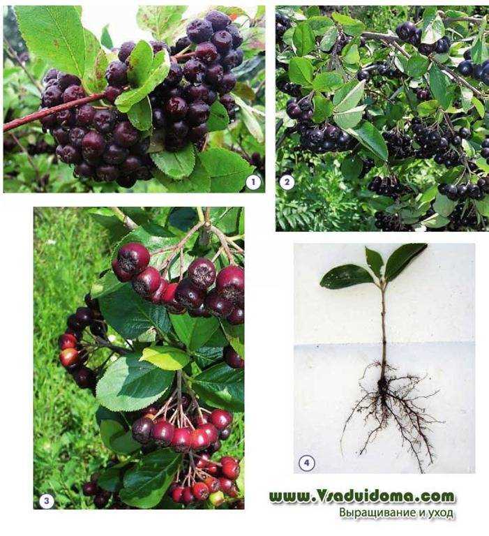 Как сажать черноплодную рябину весной - в рассаде