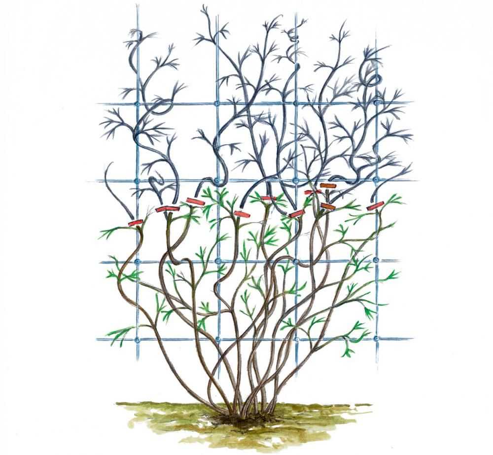 Клематис – выращивание и уход в открытом грунте, сорта с фото и описанием