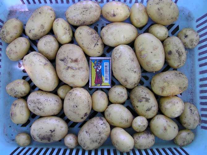 Пикассо — описание и отзывы о голландском сорте картофеля