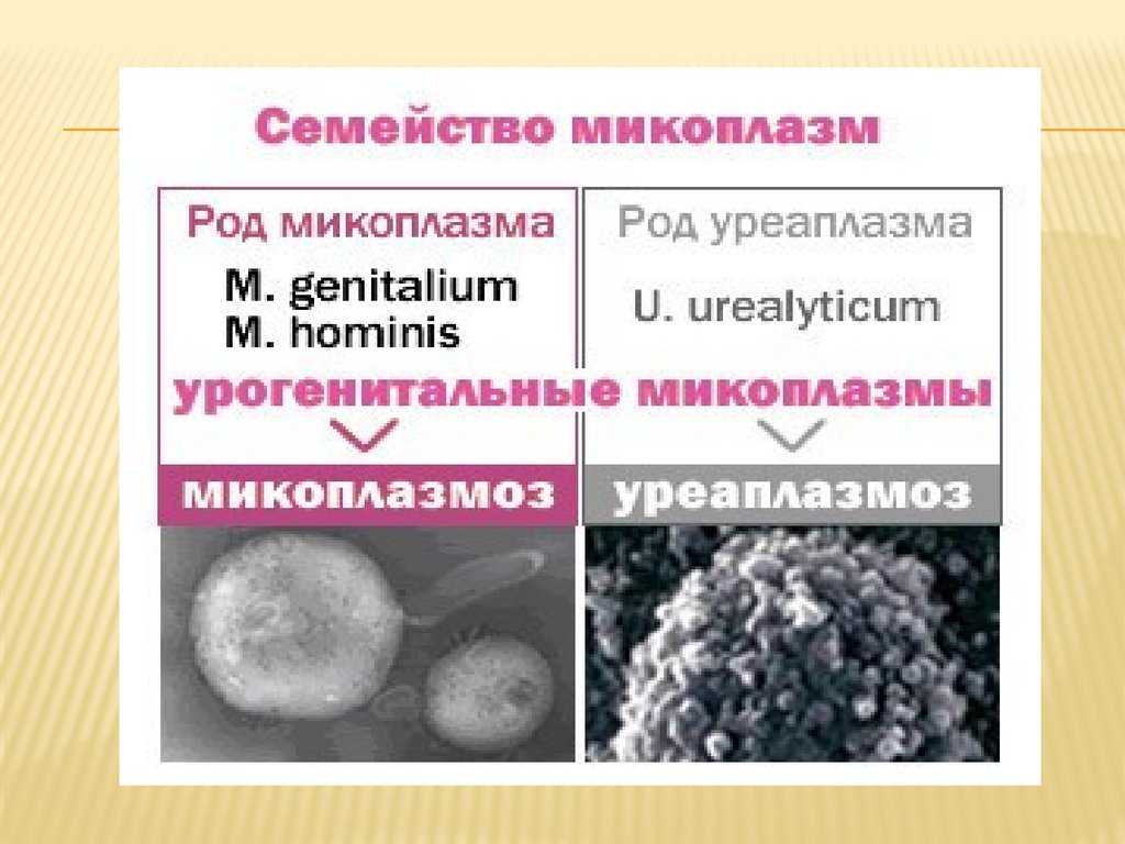 Хламидиоз уреаплазмоз. Mycoplasma семейства Mycoplasmataceae.. Уреаплазма-Ureaplasma urealyticum. Симптомы микоплазмы гениталиум. Микоплазма и уреаплазма.