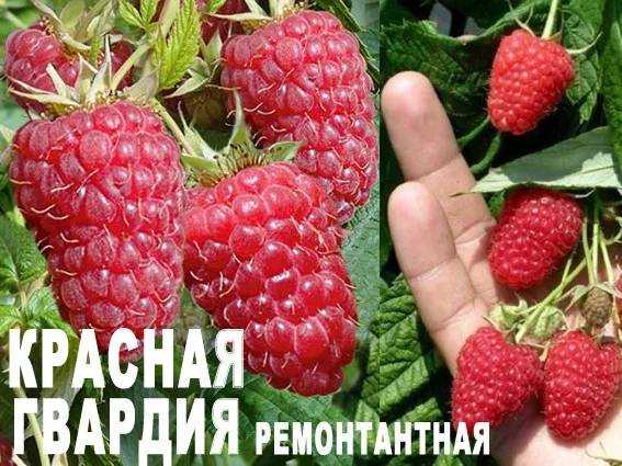 Малина красная гвардия: фото с описанием и характеристиками, посадка и уход ремонтантного сорта, сложности выращивания и размножения, отзывы дачников