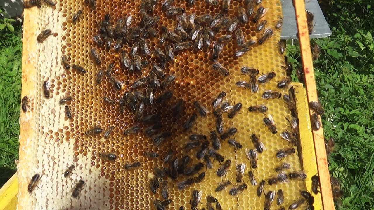Матка - трутовка | практическое пчеловодство