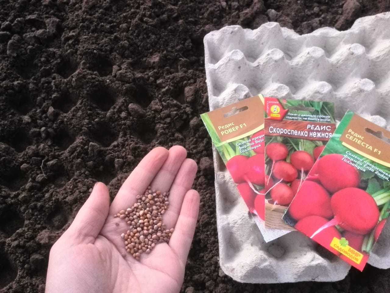 Как правильно сажать и выращивать редис в открытом грунте
