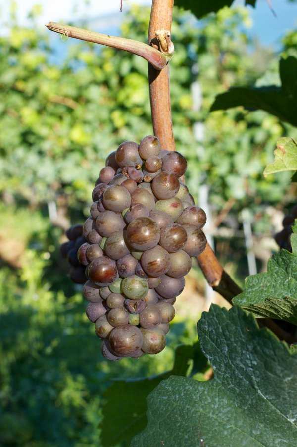 Виноград каберне: описание сорта, фото, выращивание, отзывы