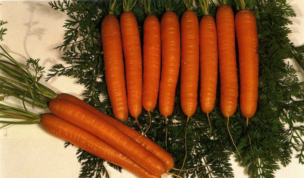 Даже новичок получит хороший урожай: полное руководство по выращиванию моркови