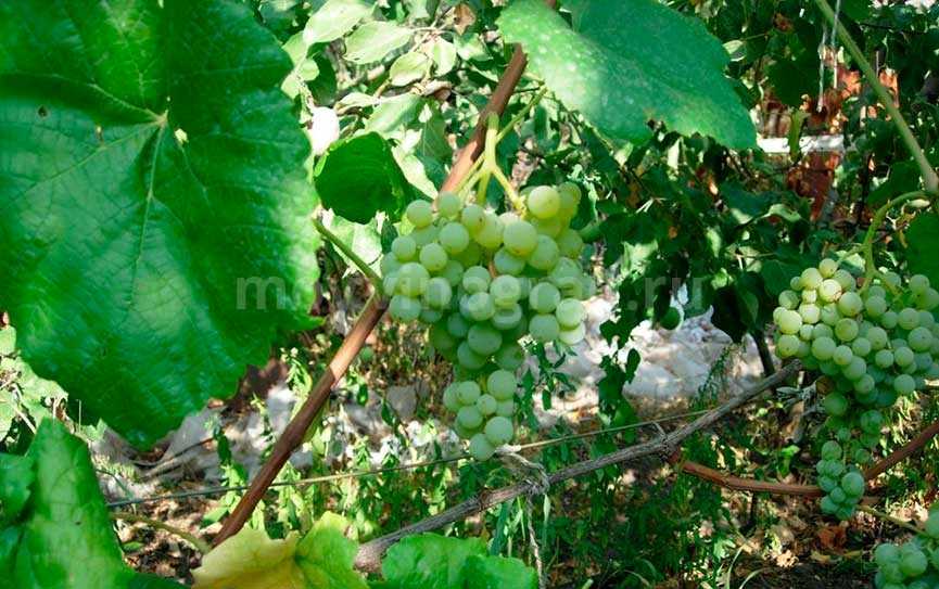 Какой сорт винограда выбрать рассказывает опытный виноградарь николай сидорцов