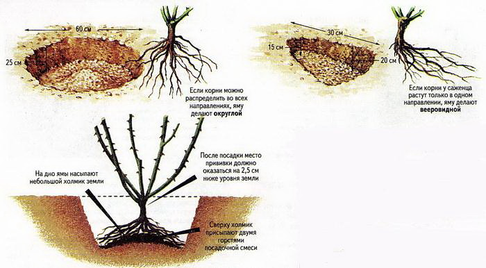 Как правильно посадить и размножать рододендрон