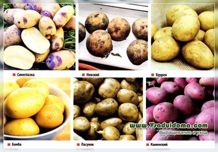 Картофель банба: описание сорта, фото, отзывы, вкусовые качества