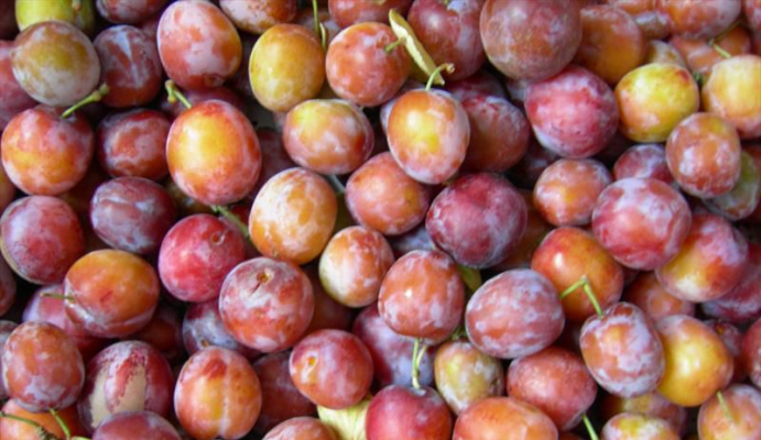 Яблоня соковое-3: отзывы садоводов и описание сорта с фото