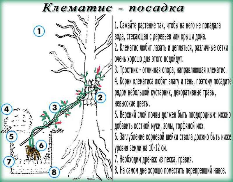 Клематис: посадка и уход