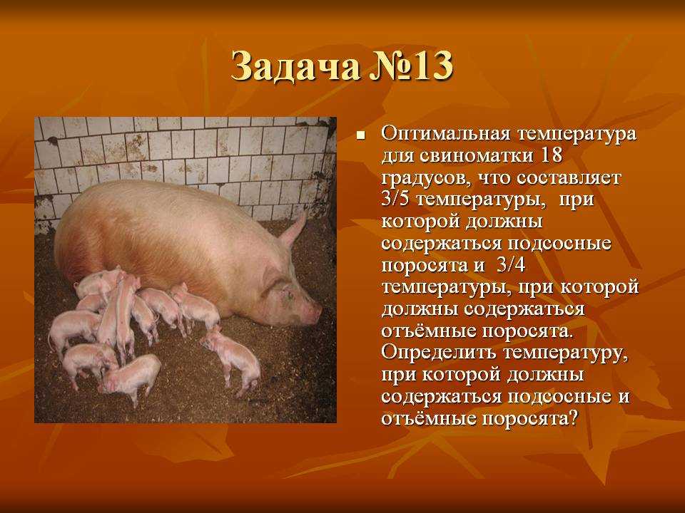 У свиньи температура: что делать, если у свиньи поднялась высокая температура, чем лечить