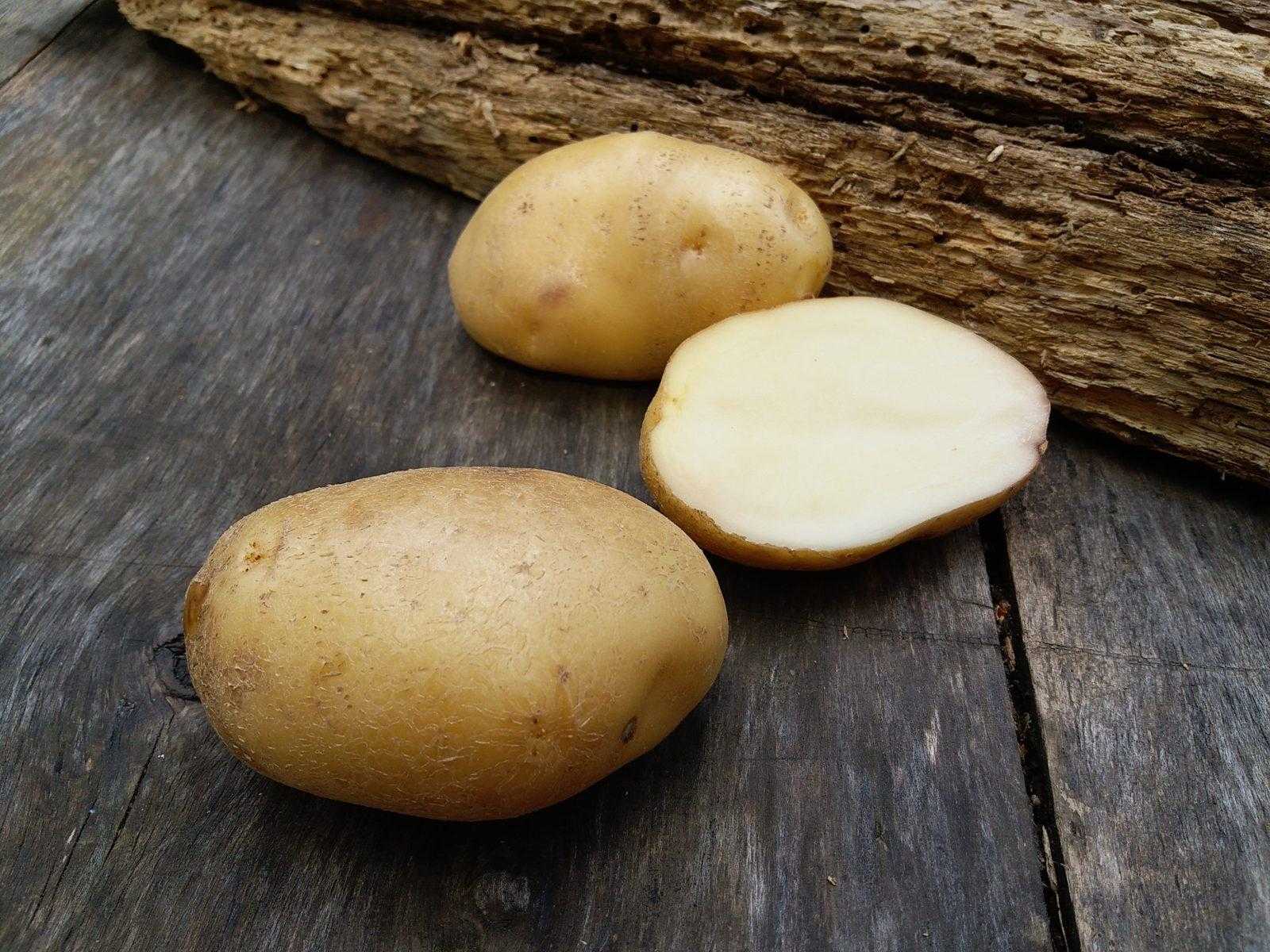 Картофель лорх: характеристика сорта, вкусовые качества, срок созревания