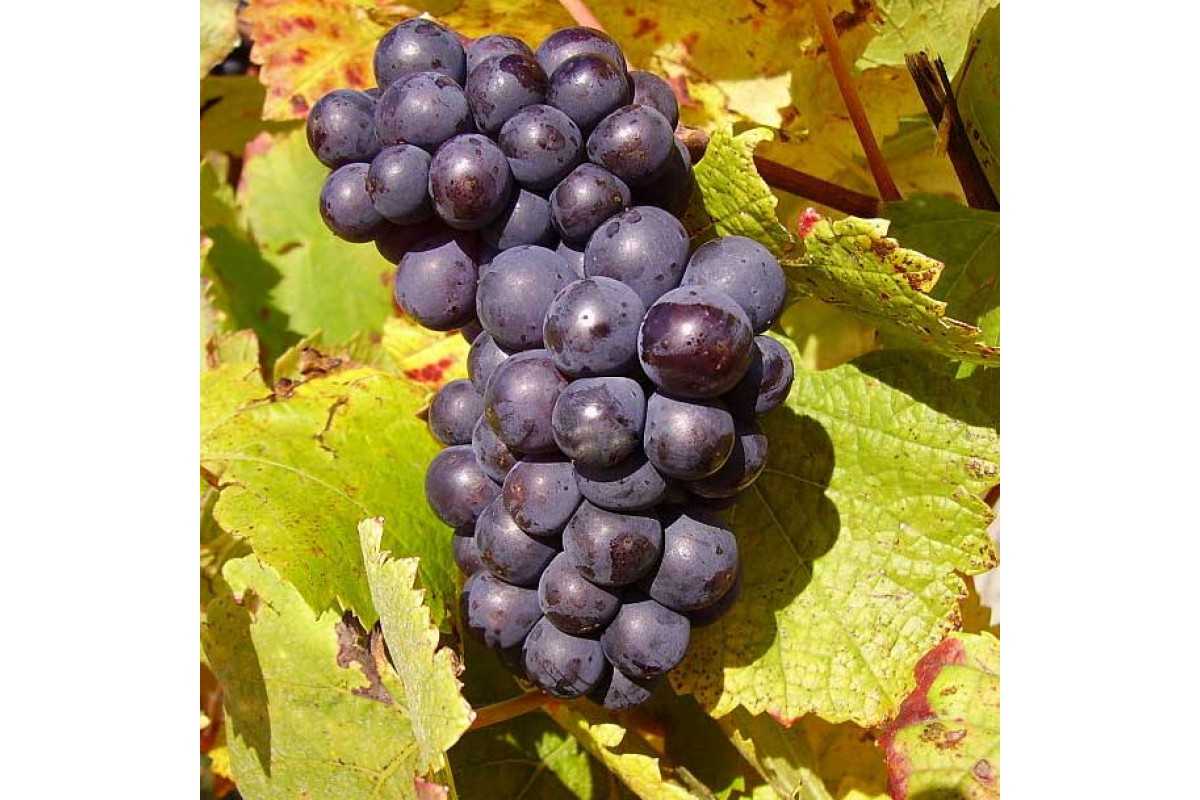 Красные вина из сорта винограда пино-нуар