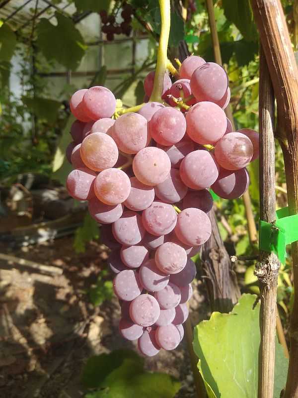 Виноград сидлис розовый описание сорта фото