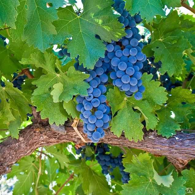 Виноград «альфа»: описание сорта, фото и отзывы о нем. основные его плюсы и минусы, характеристики и особенности выращивания в регионах