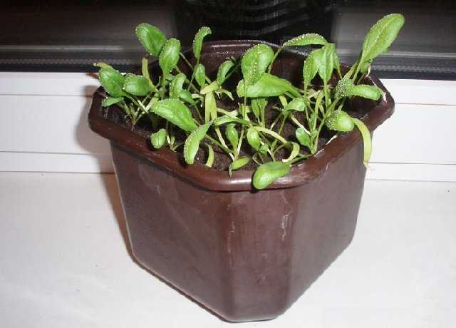 Как вырастить шпинат в открытом грунте