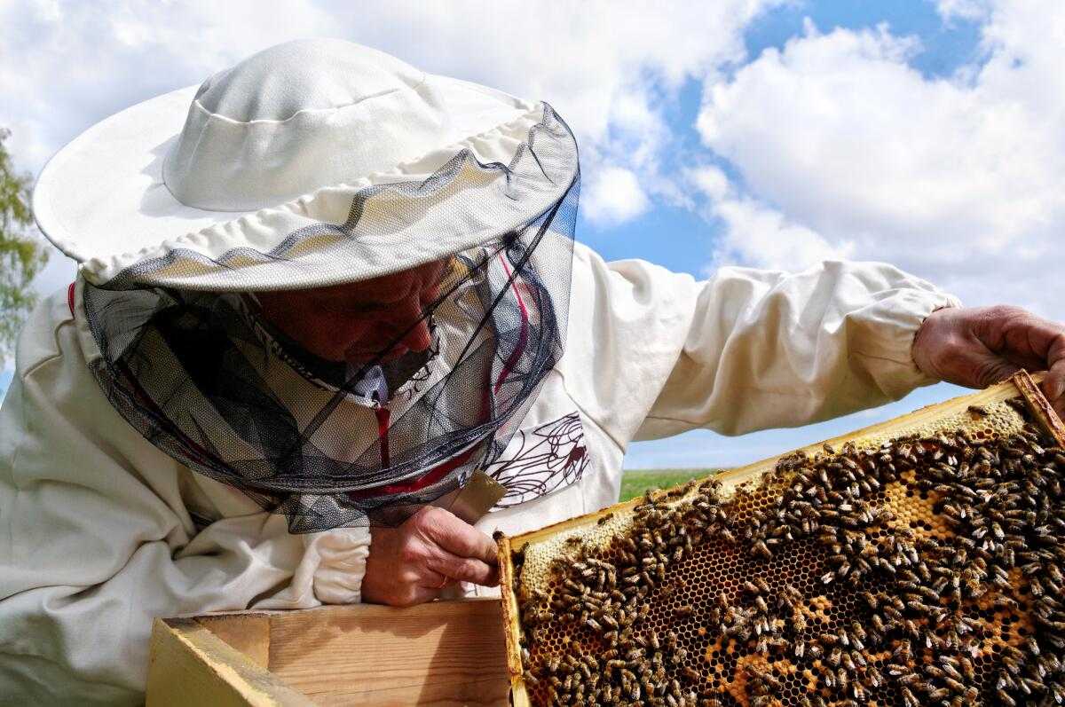 Терминология и понятия пчеловода