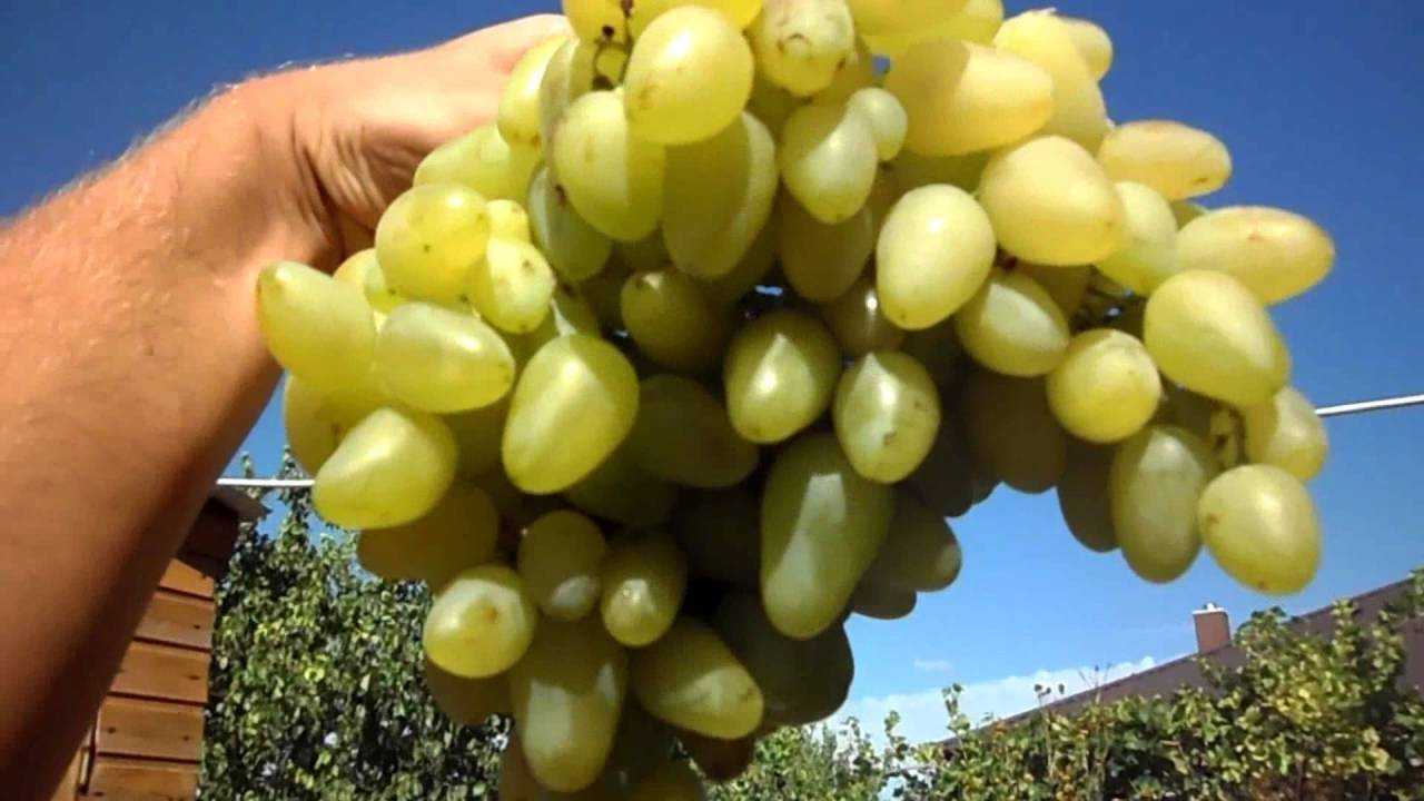 Виноград «бажена»: описание сорта