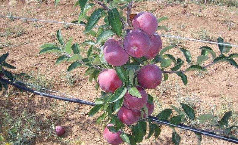 Достоинства яблони ред чиф с красномякотными плодами