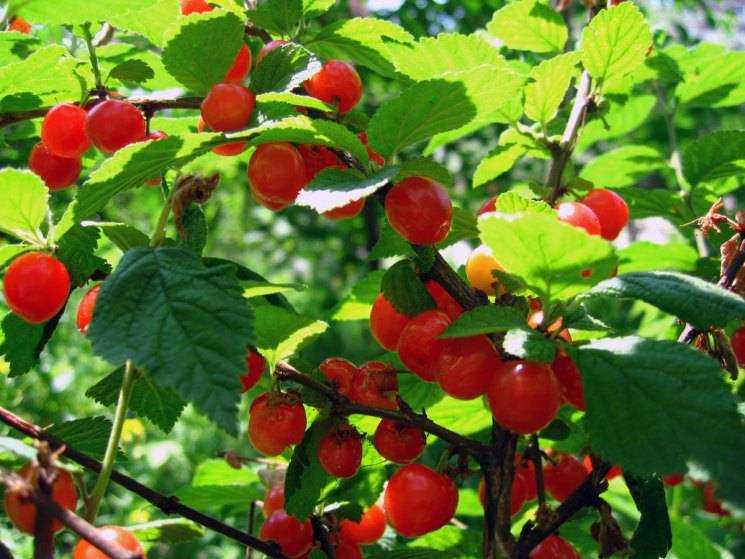 Декоративная и неприхотливая красавица — вишня сорта царевна войлочная