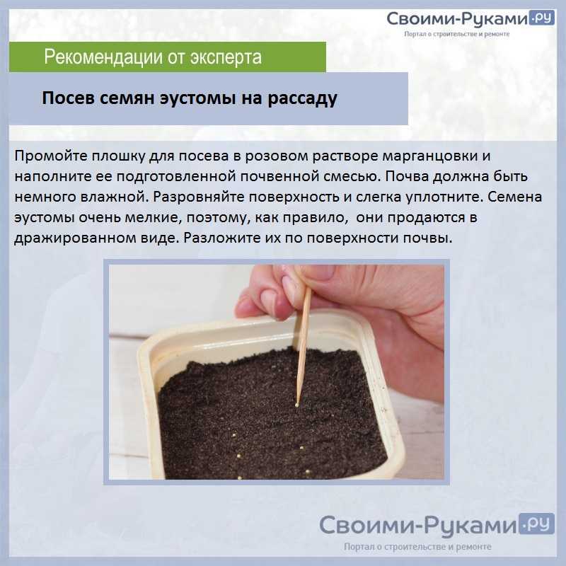 Посев и выращивание рассады астры