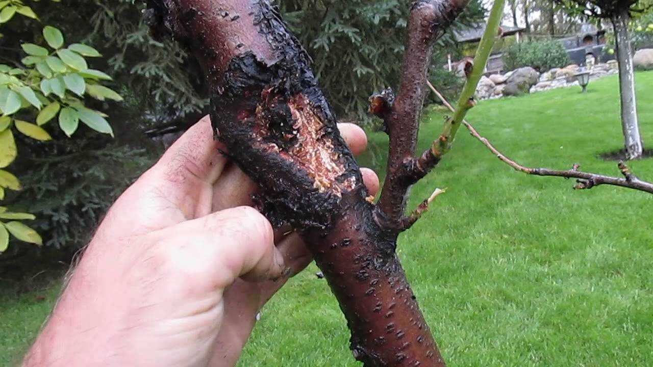Грибок на дереве: как избавиться, эффективные методы борьбы