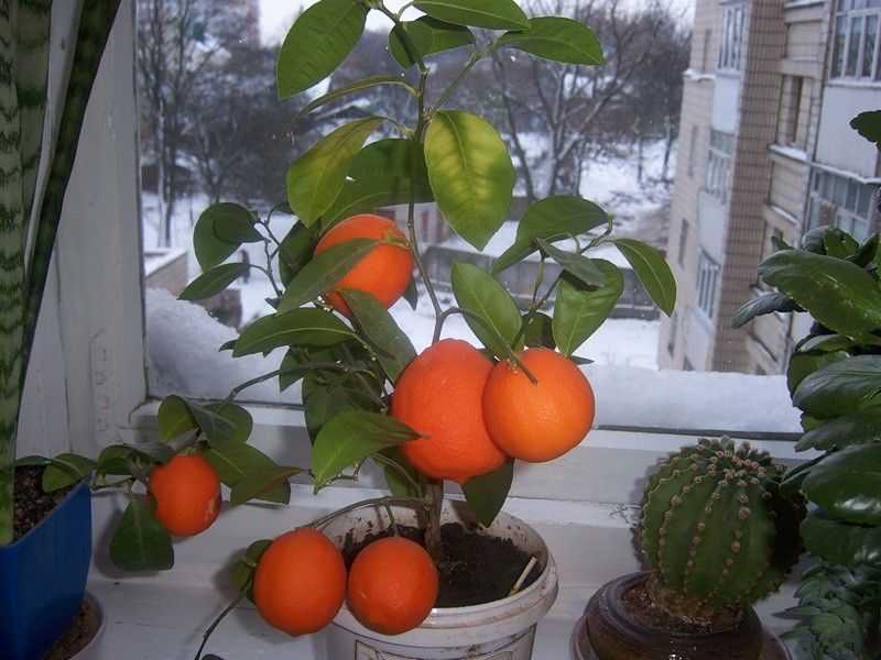 Цитрусовые фрукты: список названий, краткое описание, фото