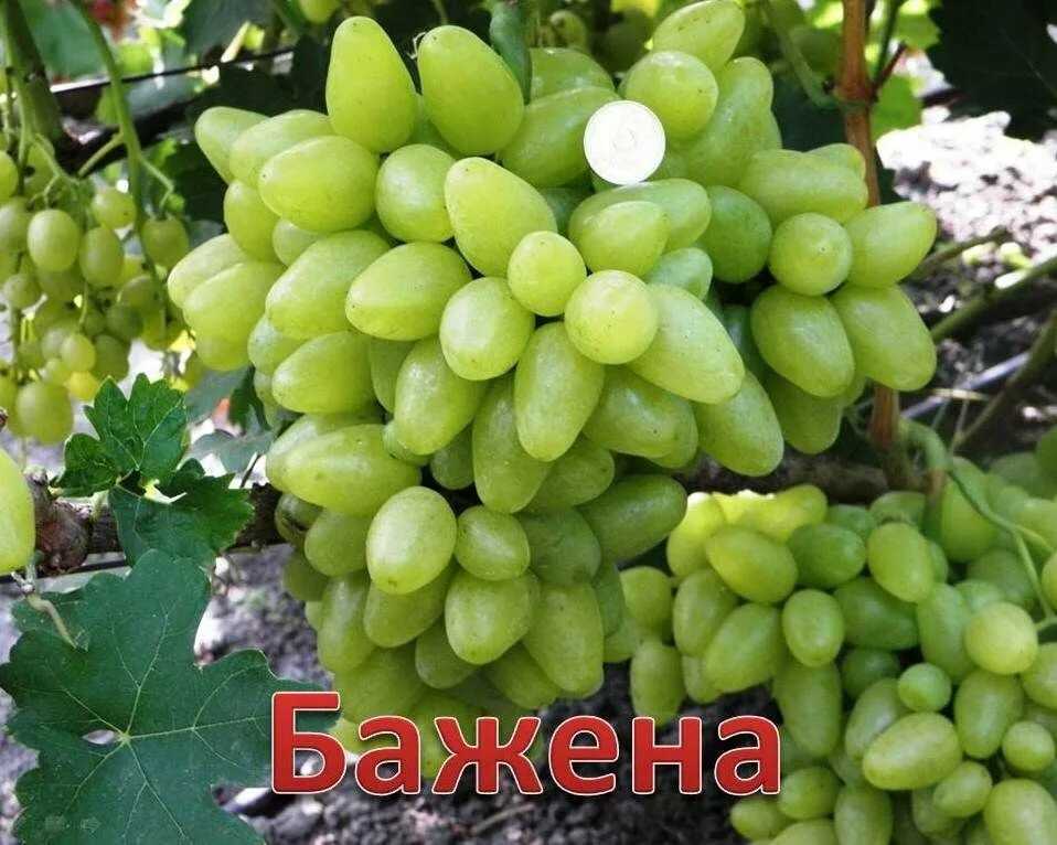 ᐉ сорт винограда бажена - roza-zanoza.ru