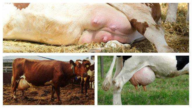 У коровы горчит молоко, причины Стельность и отел Инфекционные заболевания, травмы Неправильное содержание и кормление