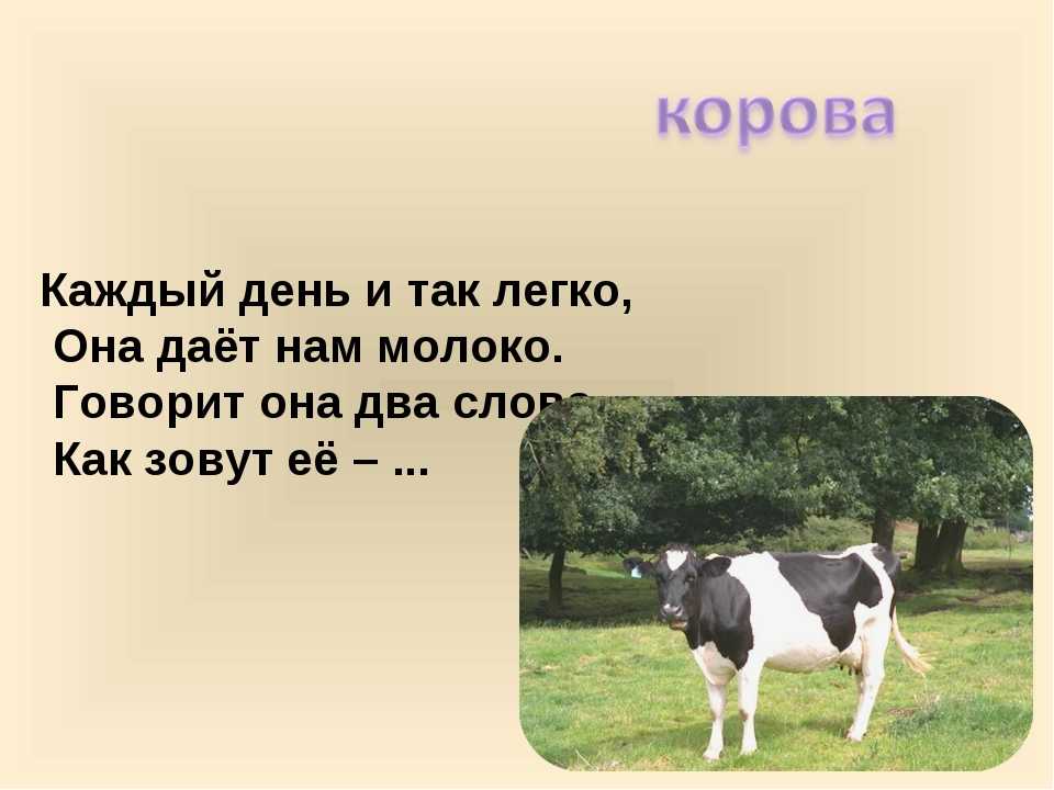 Имена коров. Клички коров. Клички телят. Название коров клички. Имя для теленка.