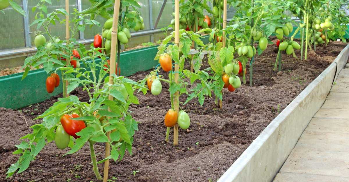 Выращивание помидоров в открытом грунте в подмосковье – сад и огород своими руками