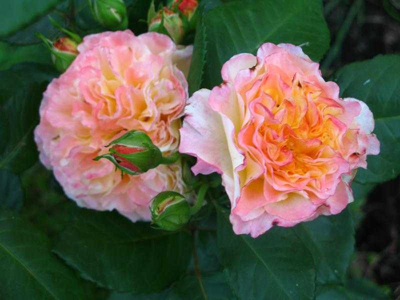 Роза боника: выращивание и уход в открытом грунте