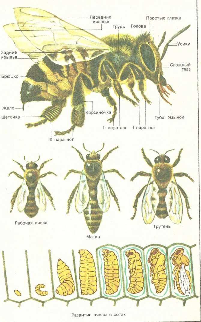 Цикл развития пчеломатки схема