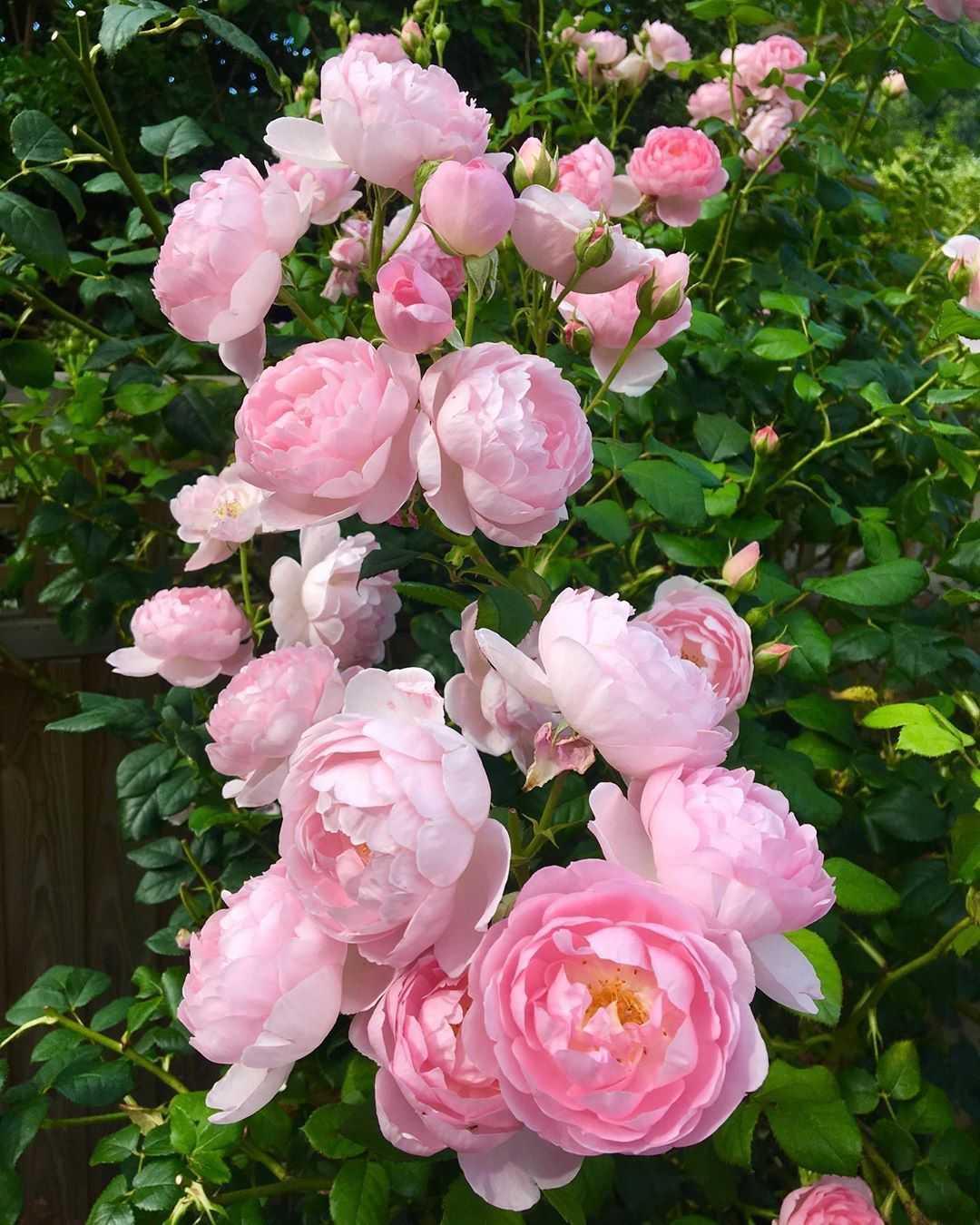 Olivia rose austin — английская роза