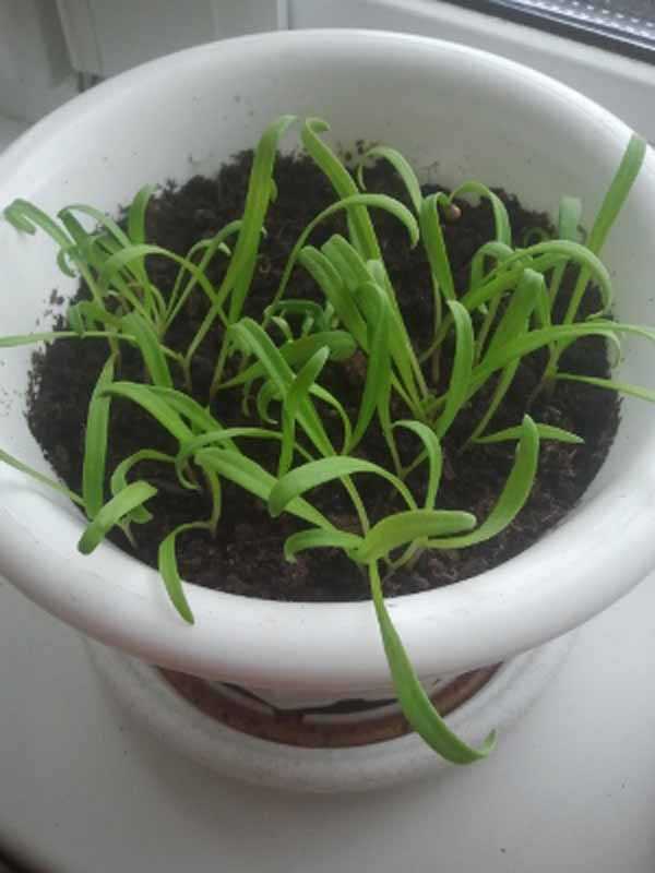 Как посадить и вырастить шпинат: дома на подоконнике, в открытый грунт, теплицу