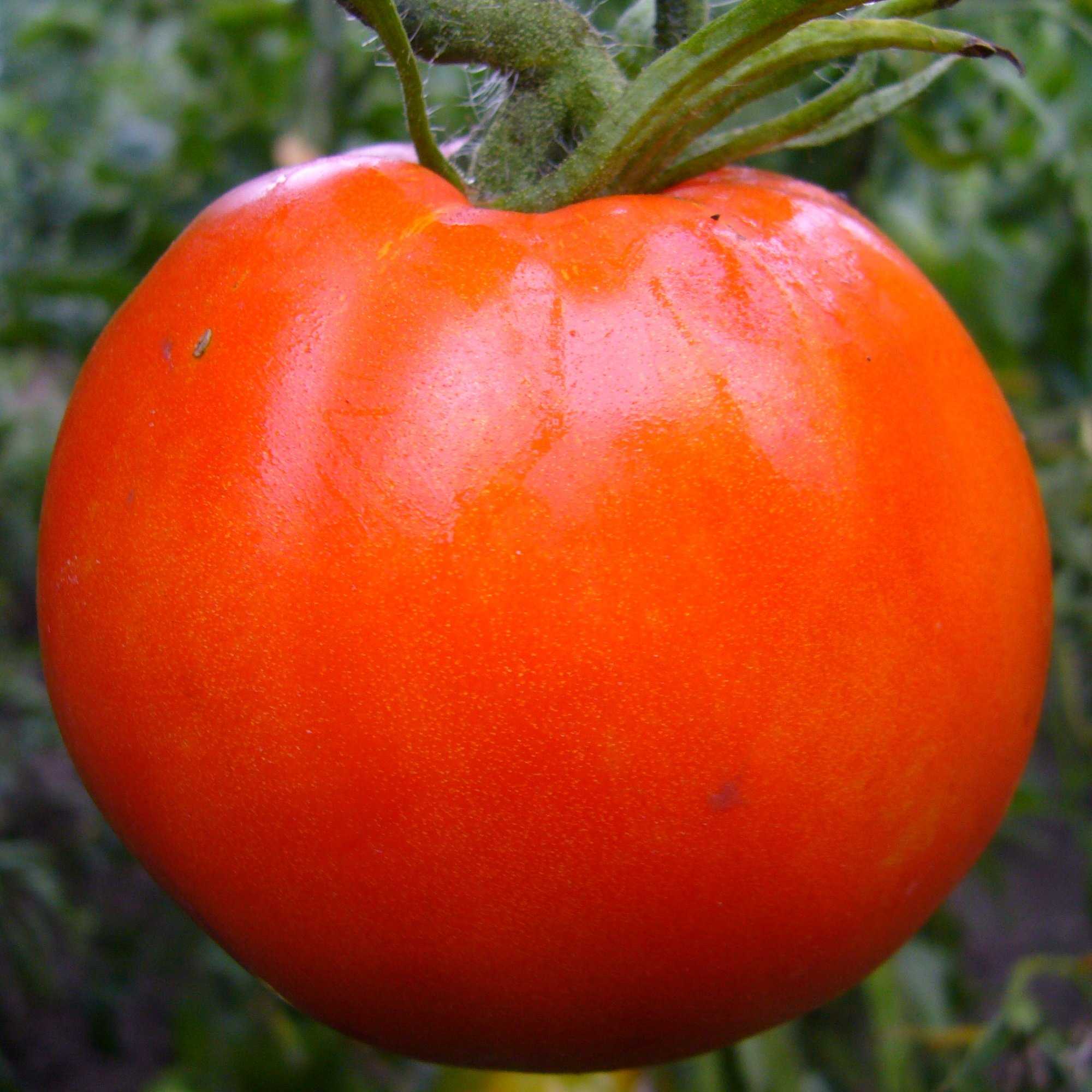 Лучшие сорта низкорослых томатов на 2022 год