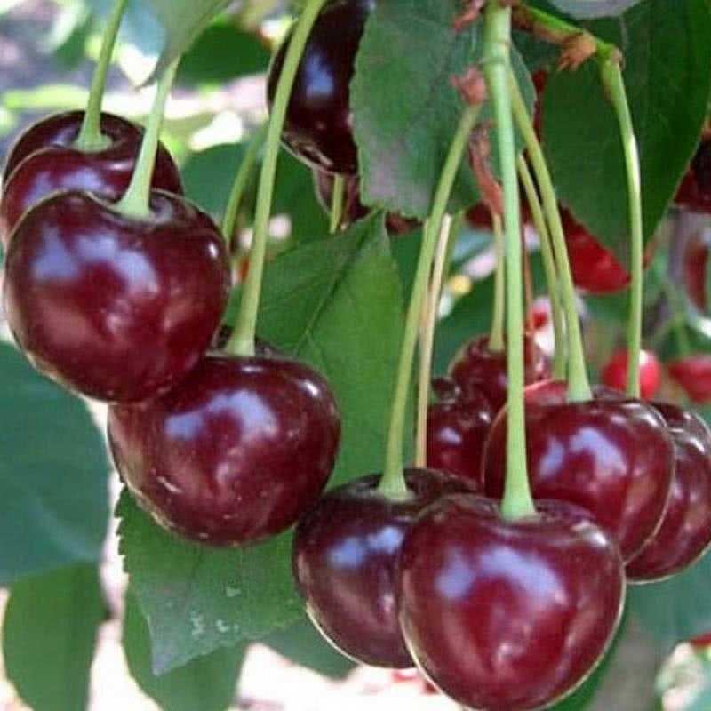 Что такое дюк. вишнево – черешневый гибрид «чудо-вишня». происхождение чудо-вишни. описание черевишни. выбор саженцев, посадка и уход за дюками