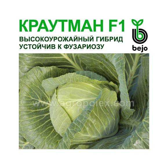 Капуста краутман f1: характеристика гибрида, описание урожайности сорта белокочанной, фото семян, отзывы о вкусовых качествах