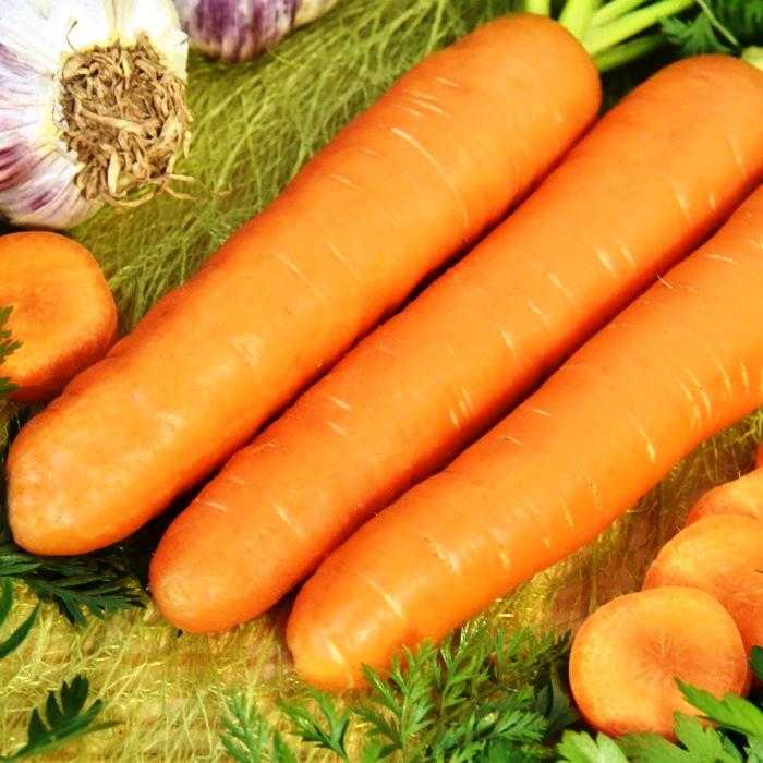 Лучшие сорта моркови - более 30 сортов с описанием