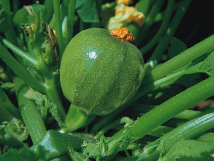 Кабачки для открытого грунта — лучшие сорта и какие семена самые урожайные?