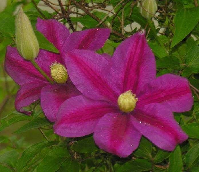 10 самых красивых сортов клематиса крупноцветкового: описание с фото