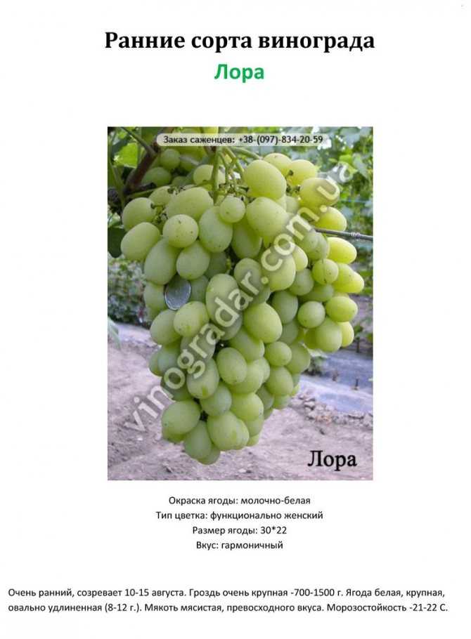 Виноград белое чудо: описание сорта, фото, отзывы, характеристики и технология выращивания