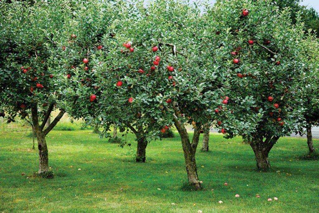 Сорта яблони на карликовых подвоях: самые лучшие низкорослые деревья, а также посадка и уход за ними | tele4n.net