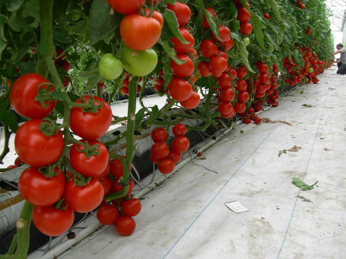 Когда высаживать в грунт помидоры в подмосковье: давайте разбираться вместе
