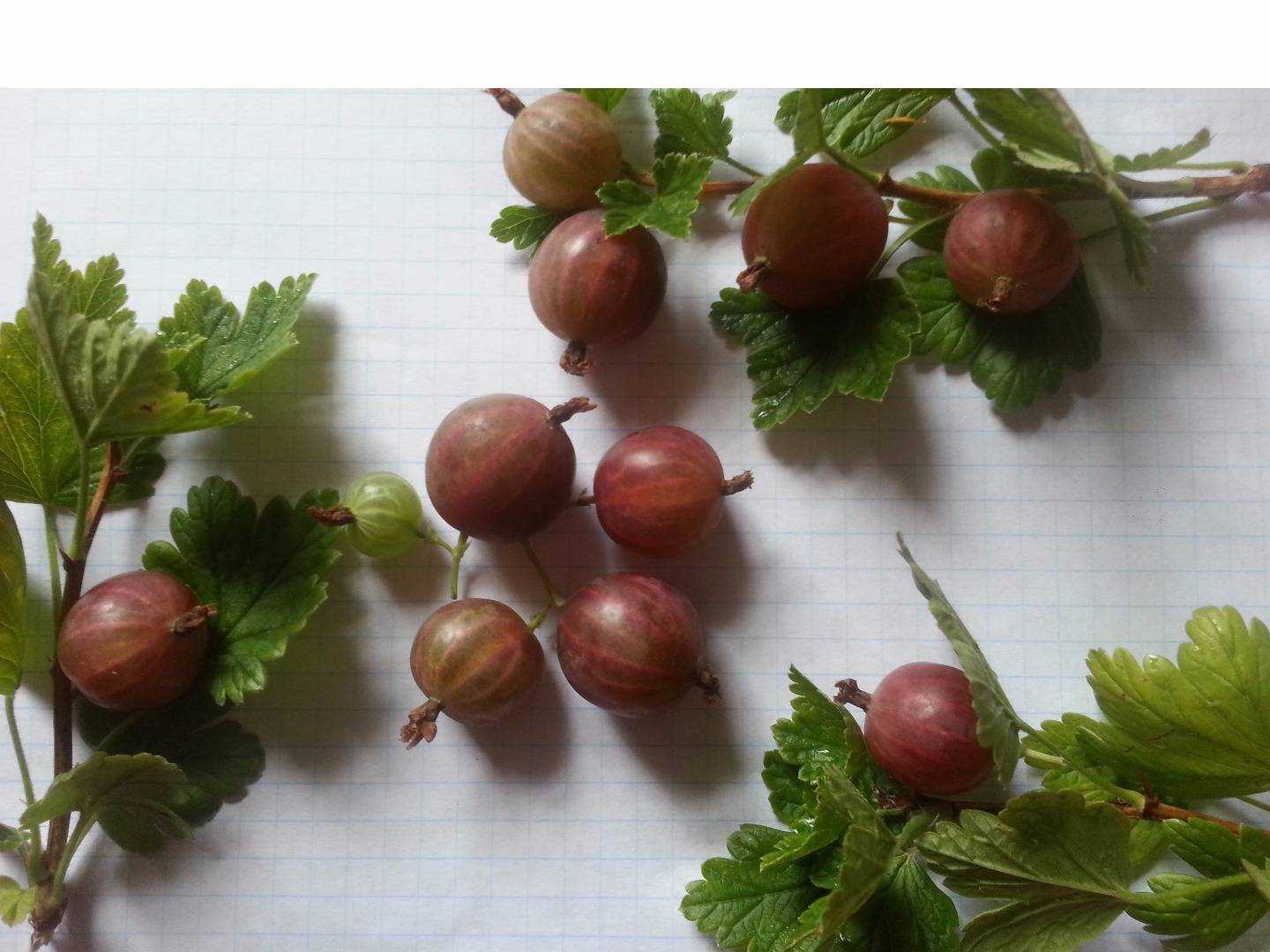 Крыжовник — шипованная ягода. посадка, выращивание, уход. фото — ботаничка